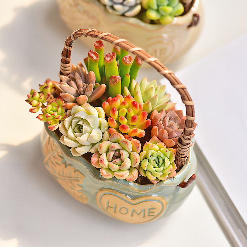 Керамическое кашпо в скандинав – обзор и цена Snake Plant Ceramic
