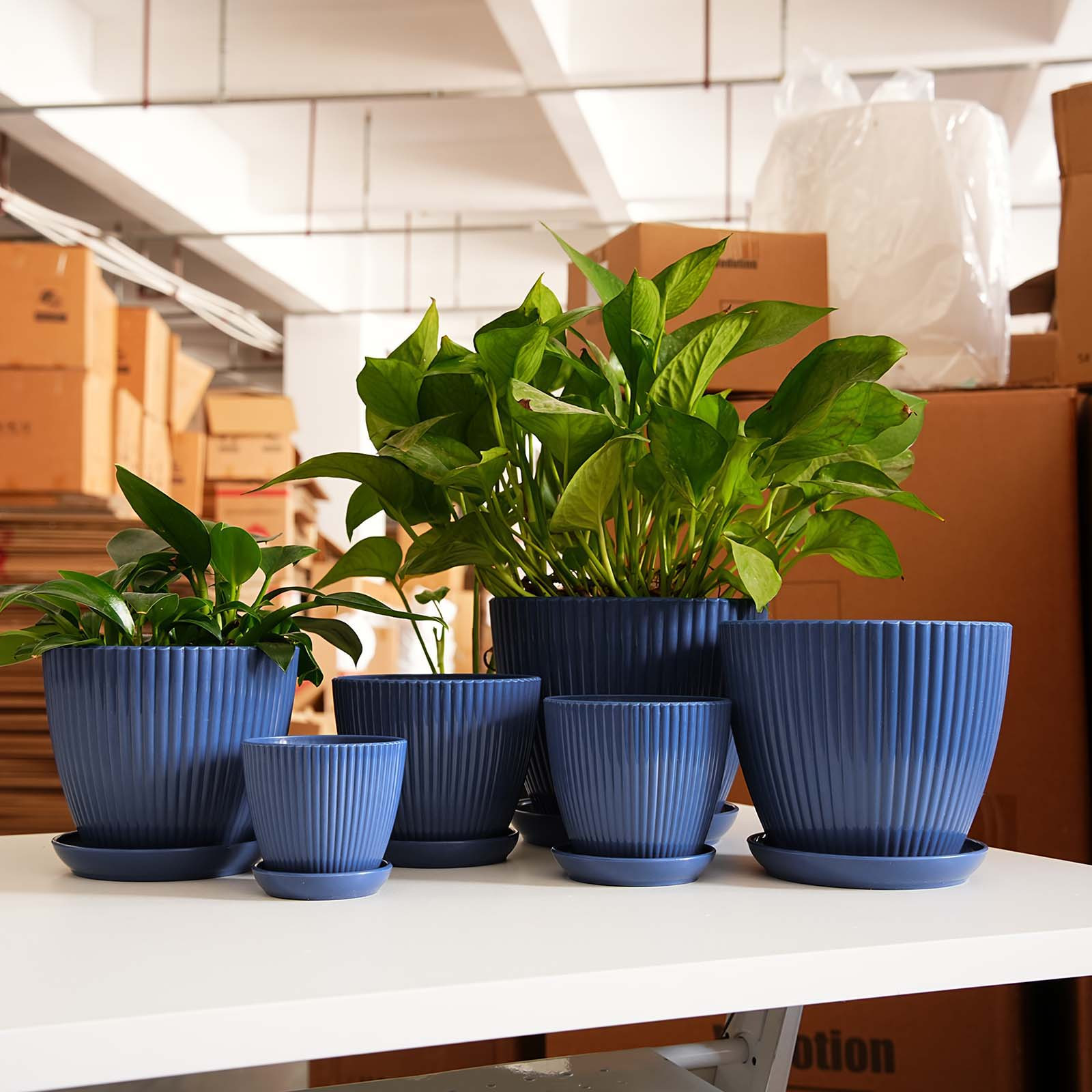 Вертикальный полосатый цветочн – обзор и цена Snake Plant Ceramic
