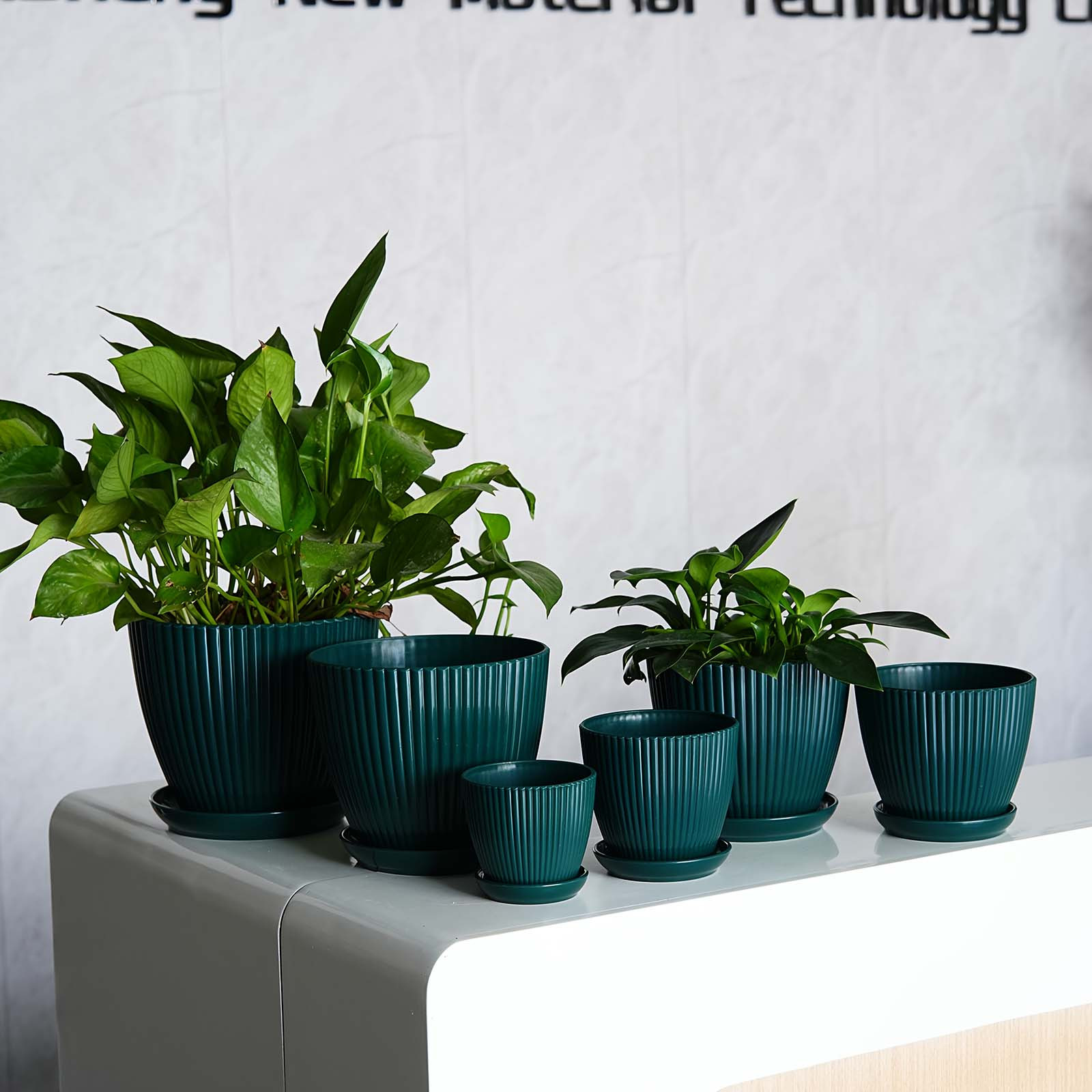 Вертикальный полосатый цветочн – обзор и цена Snake Plant Ceramic